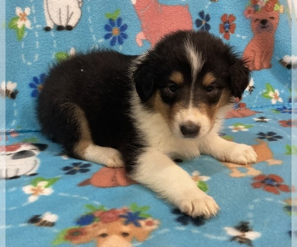 Medium Photo #1 Collie Puppy For Sale in NEW PARIS, OH, USA