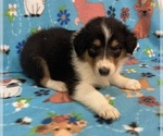 Puppy Puppy 6 Collie