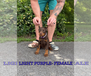 Doberman Pinscher Puppy for sale in LAFAYETTE, TN, USA