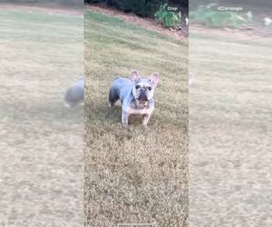 Mother of the French Bulldog puppies born on 04/30/2025