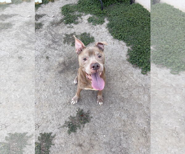 Medium Photo #2 American Pit Bull Terrier-Unknown Mix Puppy For Sale in Rowlett, TX, USA