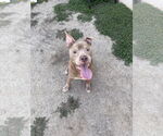 Small #1 American Pit Bull Terrier Mix