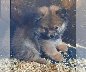 Pomeranian Puppy for sale in SPOTSYLVANIA, VA, USA