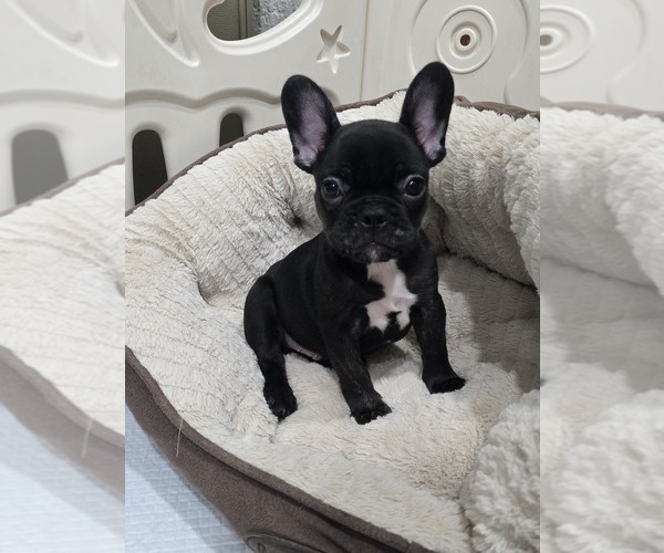 Medium Photo #1 French Bulldog Puppy For Sale in NORTH PORT, FL, USA