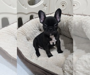 French Bulldog Puppy for sale in NORTH PORT, FL, USA
