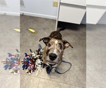 Small #9 Catahoula Leopard Dog Mix