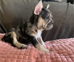 French Bulldog Puppy for sale in CHESAPEAKE, VA, USA