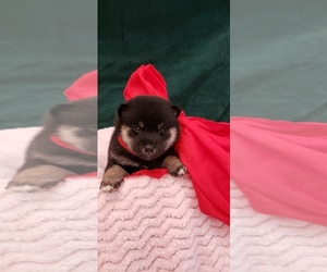 Shiba Inu Puppy for sale in PHILLIPSBURG, NJ, USA