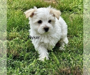 YorkiePoo Puppy for sale in CASSVILLE, MO, USA