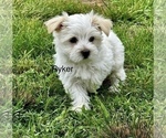 Image preview for Ad Listing. Nickname: Ryker