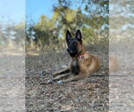 Small Photo #4 Mutt Puppy For Sale in Imlay City, MI, USA