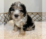 Small #4 Australian Mountain Dog