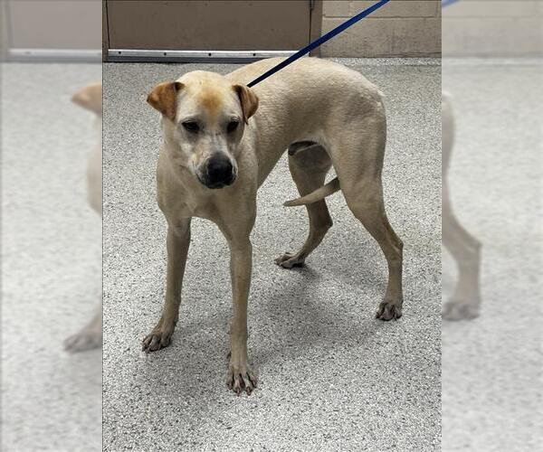 Medium Photo #1 Labrador Retriever-Unknown Mix Puppy For Sale in Conroe, TX, USA