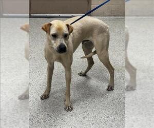 Labrador Retriever-Unknown Mix Dogs for adoption in Conroe, TX, USA