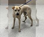Small Labrador Retriever Mix