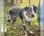 Small Catahoula Leopard Dog Mix