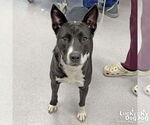 Small #3 Border Collie Mix