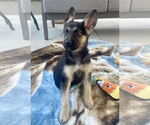 Small #1 German Shepherd Dog
