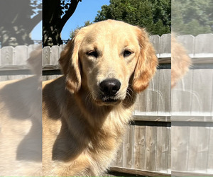 Mother of the Golden Retriever puppies born on 03/10/2025