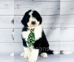 Puppy Green Sheepadoodle