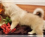 Small Photo #8 Pomsky Puppy For Sale in CENTRALIA, MO, USA