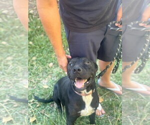 Milo - Male Mountain Cur-Unknown Mix Dog for Adoption - Photo #5