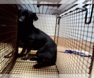 Mutt Dogs for adoption in Martinez, CA, USA