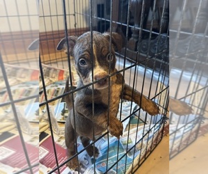 American Bully Puppy for sale in Winnipeg, Manitoba, Canada