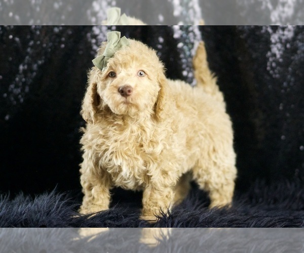 Medium Photo #79 Goldendoodle (Miniature) Puppy For Sale in WARSAW, IN, USA