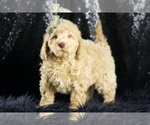 Small Photo #79 Goldendoodle (Miniature) Puppy For Sale in WARSAW, IN, USA