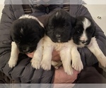 Small Photo #4 Newfoundland Puppy For Sale in TREMONTON, UT, USA