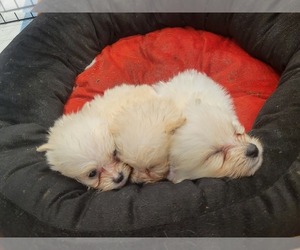 Maltipoo Puppy for sale in SAN FRANCISCO, CA, USA