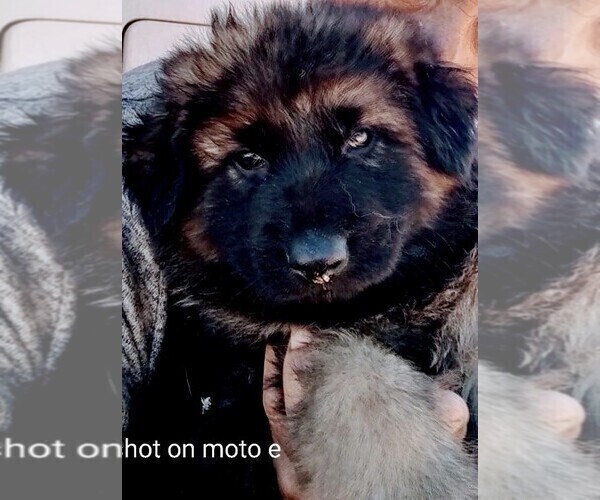 Medium Photo #3 King Shepherd Puppy For Sale in YUCCA VALLEY, CA, USA