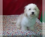 Small #3 Cavachon