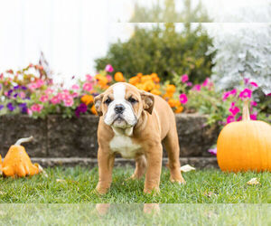 Beabull Puppy for Sale in NAPPANEE, Indiana USA