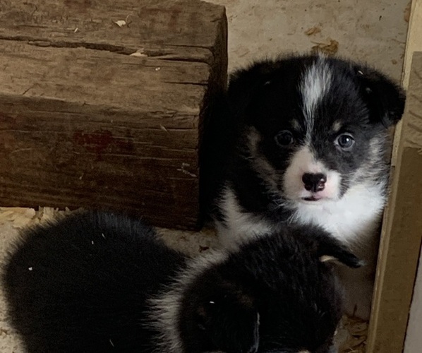 Medium Photo #5 Pembroke Welsh Corgi Puppy For Sale in BURLESON, TX, USA