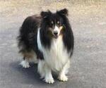 Small Photo #1 Shetland Sheepdog Puppy For Sale in NICHOLASVILLE, KY, USA