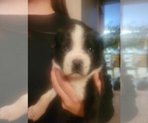Boston Terrier-Miniature Australian Shepherd Mix Puppy for sale in PLAINFIELD, IL, USA