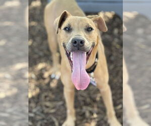 American Pit Bull Terrier-Unknown Mix Dogs for adoption in Oak Bluffs, MA, USA