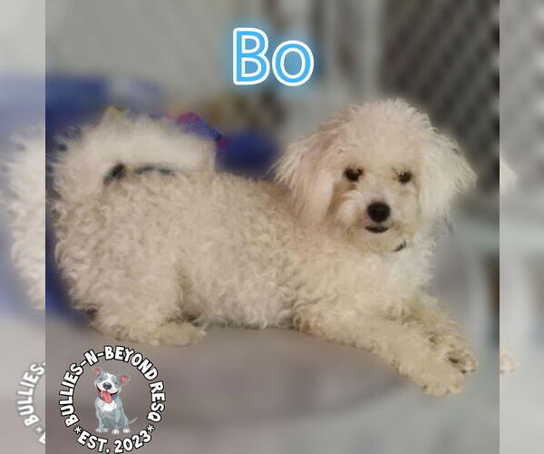 Medium Photo #1 Maltese-Unknown Mix Puppy For Sale in Omaha, NE, USA