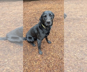 Father of the Labrador Retriever puppies born on 03/06/2026