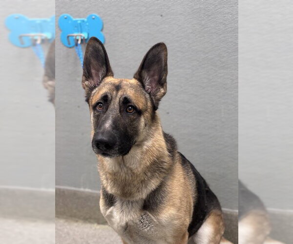 Medium Photo #1 German Shepherd Dog-Unknown Mix Puppy For Sale in Las Vegas, NV, USA