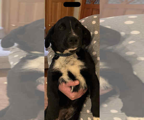 Medium Photo #4 Bassetdor Puppy For Sale in Aurora, IN, USA