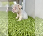 Small Photo #6 French Bulldog Puppy For Sale in BATON ROUGE, LA, USA