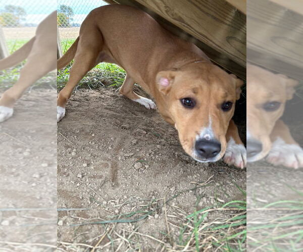 Medium Photo #2 Labrador Retriever-Unknown Mix Puppy For Sale in Pierceton , IN, USA