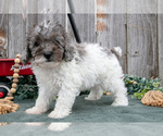 Image preview for Ad Listing. Nickname: Litter of 7