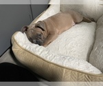 Small #4 French Bulldog