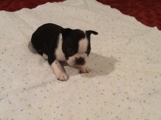 Boston Terrier Puppy for sale in CLEVELAND, TX, USA