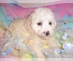 Small #3 Poodle (Toy)