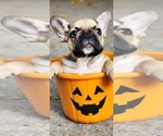 Image preview for Ad Listing. Nickname: Litter of 11